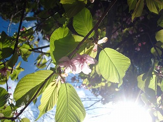 石廊崎・河津桜