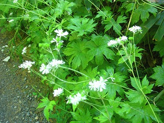 モミジカラマツの花