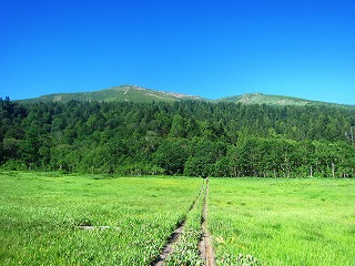 研究見本園から望む至仏山