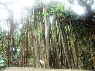 志戸子ガジュマル園