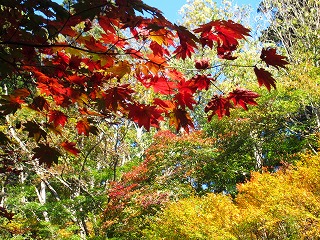 紅葉