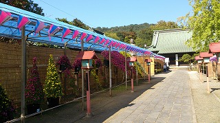 関東菊花大会