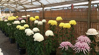 関東菊花大会