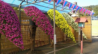 関東菊花大会