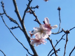 冬桜