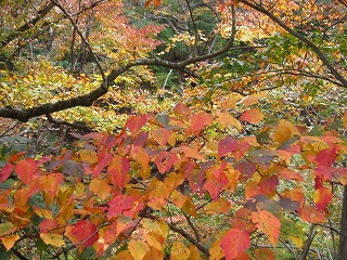 紅葉