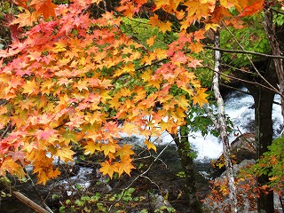 紅葉とせせらぎ