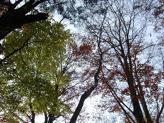 ぶなの木々