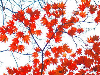紅葉