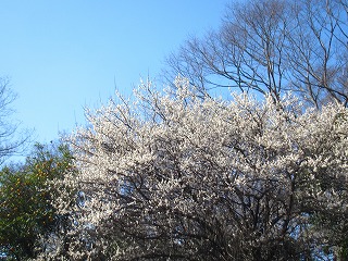 梅の木
