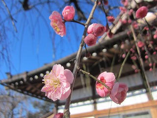 しだれ梅