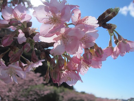 頼朝桜
