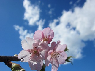 頼朝桜