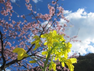 ナノハナと頼朝桜