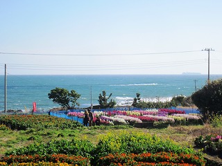 花畑と太平洋