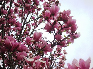 モクレンの花