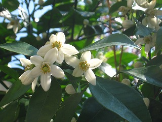 ミカンの花