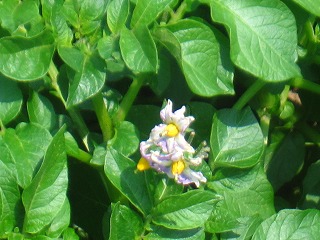 ジャガイモの花