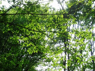 雑木林の新緑