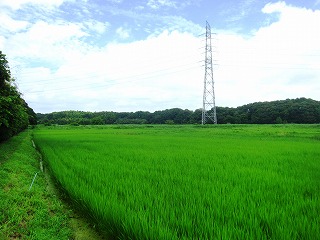谷津田