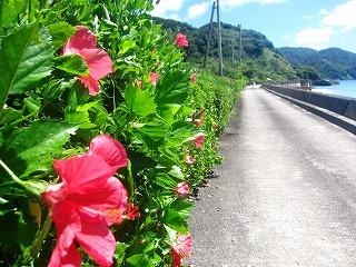 加計呂麻島の集落景観