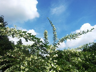 萩