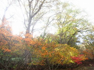 山ノ鼻付近の紅葉