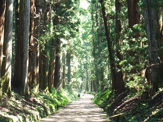 日光杉並木