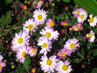 菊の花