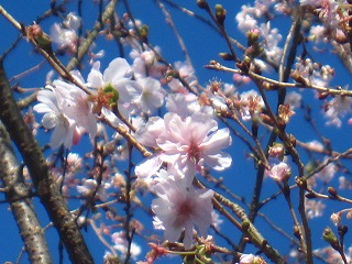 十月桜