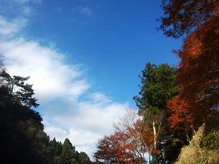 鮮やかな冬空