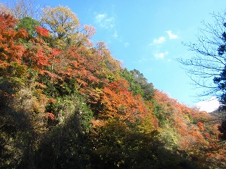 見頃を迎えた紅葉