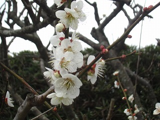 いすみ市で見つけた春