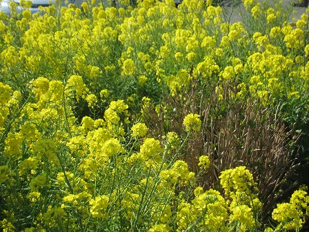 鎌ヶ谷市・街角の花々