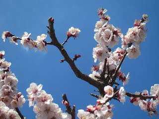 鎌ヶ谷市・街角の花々