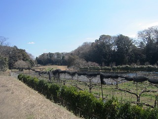 鎌ヶ谷市・谷津の梨畑