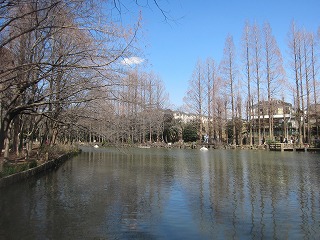鎌ヶ谷市・街角の花々