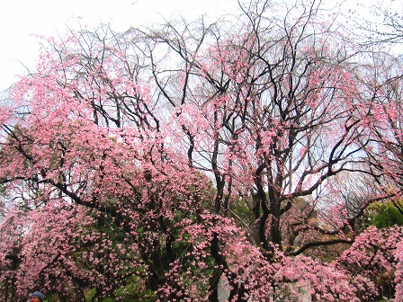 六義園のシダレザクラ