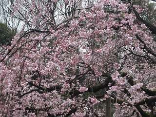 六義園のシダレザクラ
