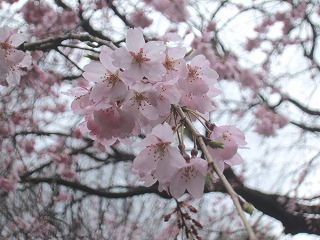 六義園のシダレザクラ