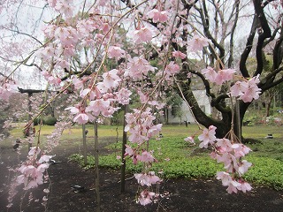 六義園のシダレザクラ