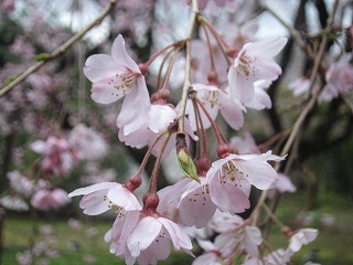 六義園のシダレザクラ