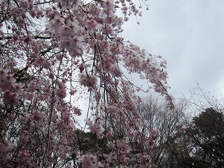 六義園のシダレザクラ