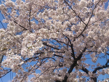 八瀬川の桜