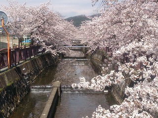 八瀬川の桜