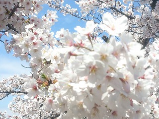 八瀬川の桜