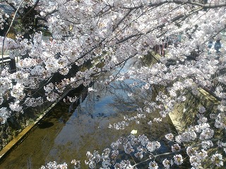 八瀬川の桜