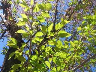 八瀬川の桜並木