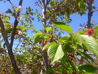 八瀬川の桜並木