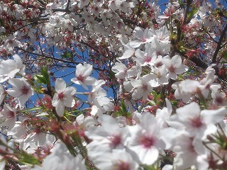八瀬川の桜並木